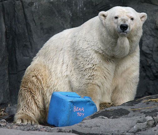 La hibernación animal el secreto de una vida saludable