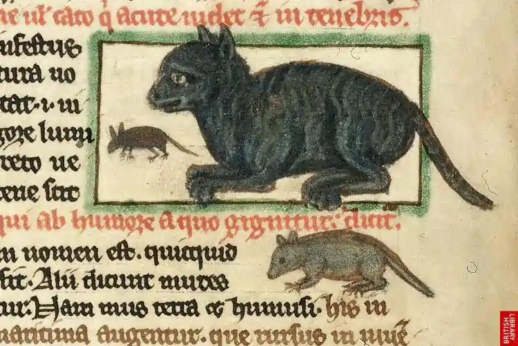 The extermination of cats in the 13th century could have caused the spread of the plague in Europe