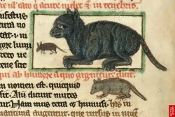 Some say that the cat chase in the 13th and 14th centuries is a myth, but in every myth there is some truth. Superstitions that associate it with the devil and bad luck survive from that time..