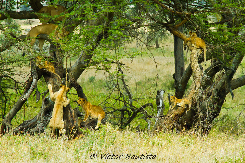 Parque Nacional Serengeti
