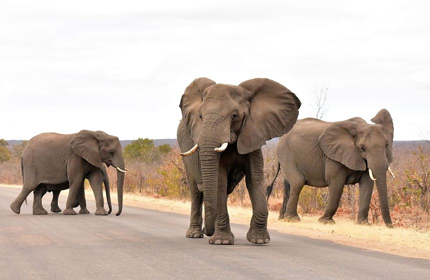 Parque Nacional Kruger
